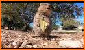 Quokka Bounce related image