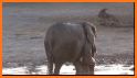 Jovial Calf Elephant Escape related image