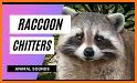 Sounds of Raccoon related image