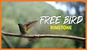 Free Bird Ringtones related image