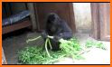 Infant Gorilla Rescue related image