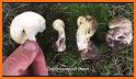 Vancouver Is. Mushroom Forager related image