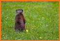 Happy Groundhog Day 2020 related image