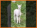 Alpaca Sprint related image