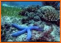 PI VR Coral Reefs related image
