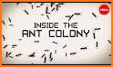 Ant Colonies related image