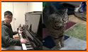 Waltz with Cats - Music Game related image