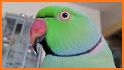 Parrot talkvpn related image