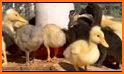 Duck Breeding Farm related image