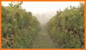 Umpqua Valley Wine Growers related image