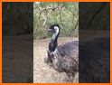 The FrieNDS Emu related image