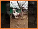 Deft White Rooster Escape related image