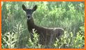 Deer Hunting Call Sounds related image