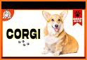 Corgi related image