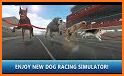 Dog real Racing  Derby Tournament simulator related image