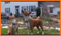 Basenji Dog TB09 related image