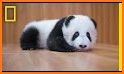 Baby Panda’s Pet House Design related image