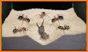 Bug Hunting: Battle Royal related image