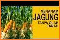 tips cara menanam jagung manis tahan hama penyakit related image