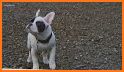 Wag! - 5-Star Dog Walking, Sitters & Pet Care related image