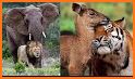 Decoded - Animal Friends related image