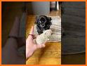Mouse Chasing related image