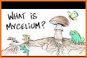 Mycelium related image