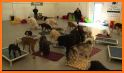 Puppy Dog Salon : Pet Daycare related image