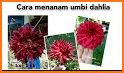 tips cara menanam dan merawat bunga dahlia related image