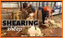 Shearing related image