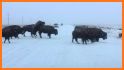 Bison Tracker related image