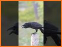 Crow Calls HD related image