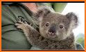 Cute Koala Bear Rescue related image