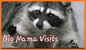 Roons: Matching Raccoons related image