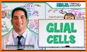 Glia related image