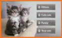 Cats Memory Game for Free. related image