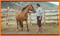 Wild Horse Riding world : Horse Fans related image
