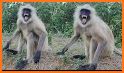 Dream Zoo related image