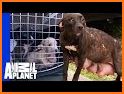 Cute Black Labrador Puppies Screen Lock related image