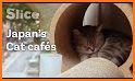 Cat Cafe v2 related image