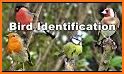 Bird Identifier related image