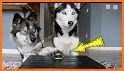 BISC: Alaskan Dog Sledding and Delivery Game related image