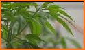 Hemp.im: The latest hemp and cannabis news. related image