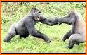 Gorilla Fighting Action Game related image