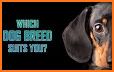 What dog breed are you? Test related image