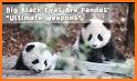 🐼 Cute Panda - The Virtual Pet related image