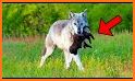Farmer and Wolf related image