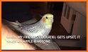 Free Bird Intro Ringtone related image