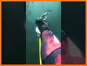 Spearfishing 3D related image