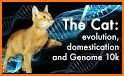 Cat Evolve related image